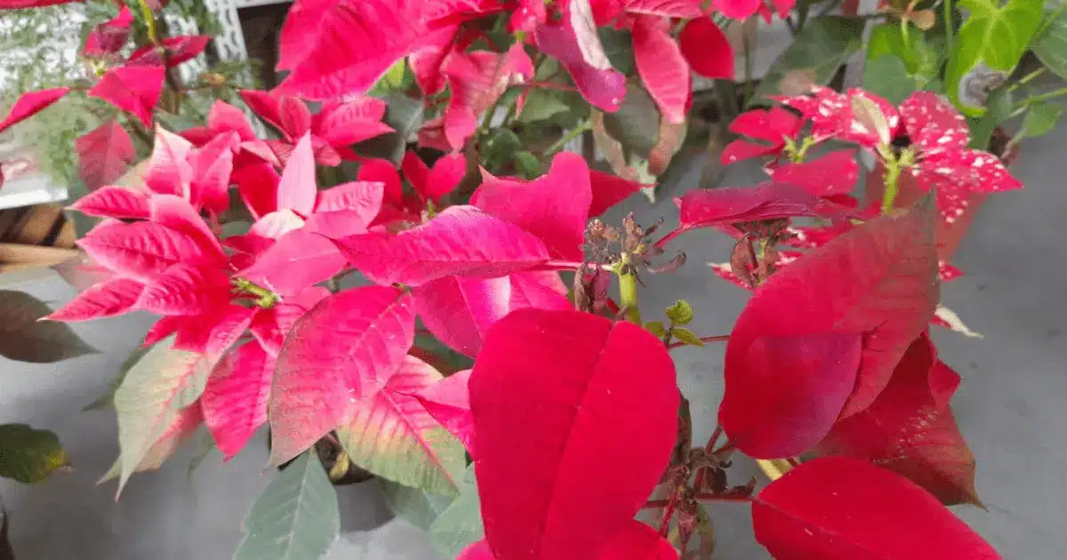 Planta Bico De Papagaio Guia Completo De Cultivo E Cuidados Florescer