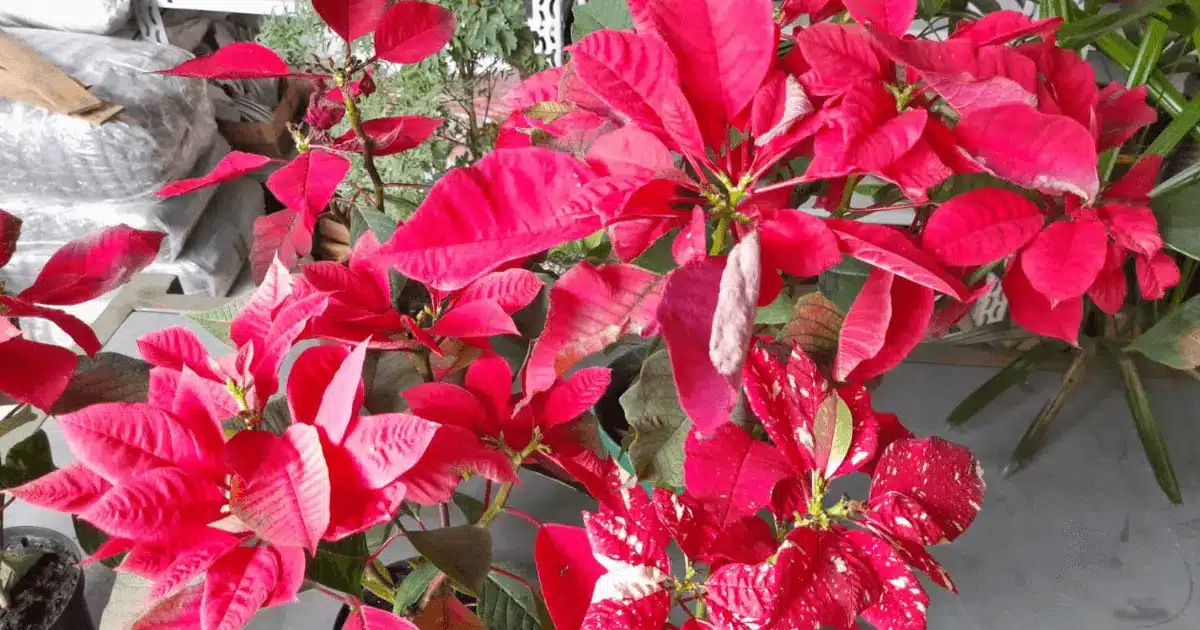 Planta Bico De Papagaio Guia Completo De Cultivo E Cuidados Florescer