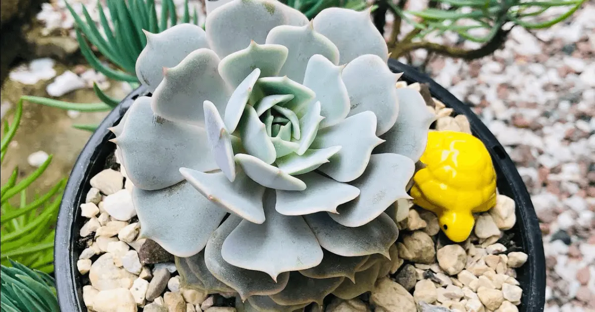 Planta Bico De Papagaio Guia Completo De Cultivo E Cuidados Florescer